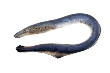Lamprey fish. Vampire. It stick to another fishes and drink its blood and eat meat. This fish is...