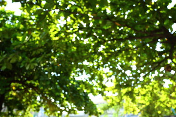 Fototapeta na wymiar image blur green nature background