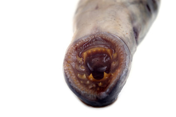 Lamprey fish mouth. Vampire. It stick to another fishes and drink its blood and eat meat. This fish...