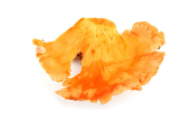 Fototapeta premium Chicken mushrooms