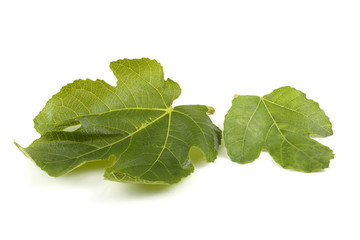 Fig leaves