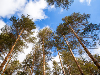 Obraz premium trees on a background of clouds bottom view
