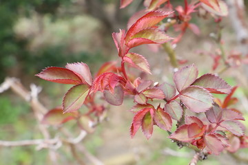 早春の薔薇の美しく赤い葉