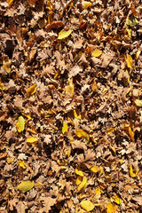 beautiful colorful autumn leaves on ground, falling autumn leaves in forest.