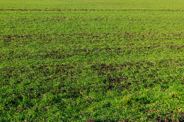 Fototapeta na wymiar Young green sprouts of wheat on a field close-up