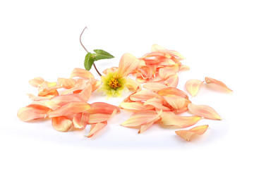 Old dahlia flower with petals