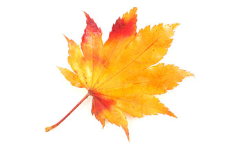 Multicolor maple leaf