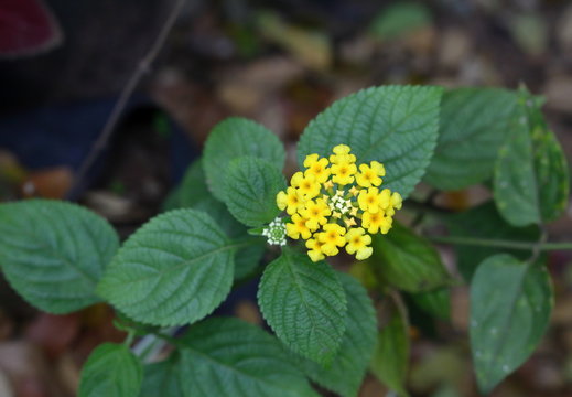 Yellow Lantana Flower