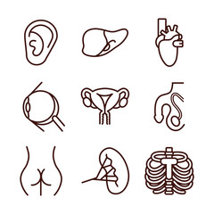 bundle of body parts and organs icons