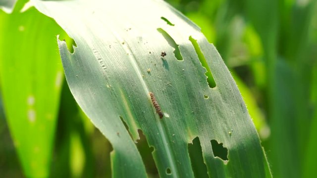 The fall armyworm (Spodoptera frugiperda) is a species in the order of Lepidoptera and is the larval life stage of a fall armyworm moth.