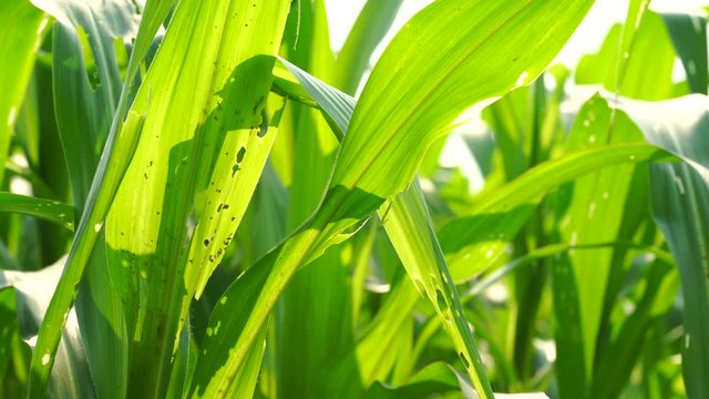 Corn damage by insect and pest, Corn damaged by fall armyworm Spodoptera frugiperda.