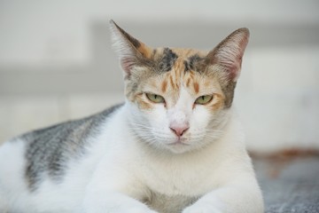 Close up cute cat on cement floor