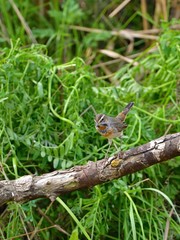 餌を見つけたオガワコマドリ