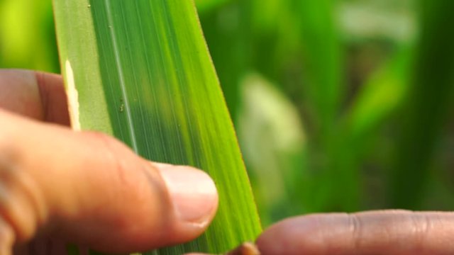 Insects hiding in the corn plant,Corn damage by insect and pest.