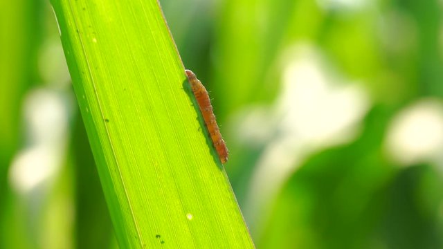 The fall armyworm (Spodoptera frugiperda) is a species in the order of Lepidoptera and is the larval life stage of a fall armyworm moth.
