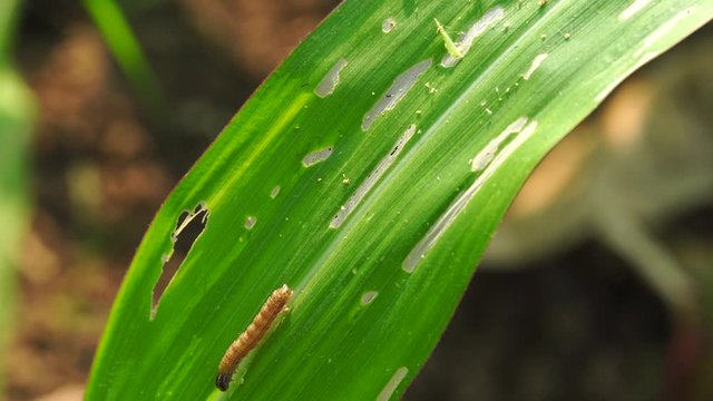 The fall armyworm (Spodoptera frugiperda) is a species in the order of Lepidoptera and is the larval life stage of a fall armyworm moth.