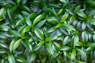 Leaves of Gardenia jasminoides.