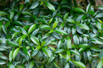 Leaves of Gardenia jasminoides.