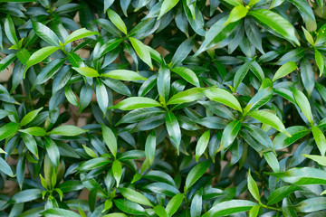 Obraz premium Leaves of Gardenia jasminoides.