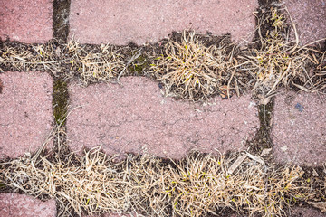 Sprouted grass through the pavement.