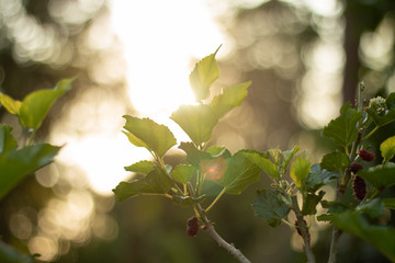 Backlit photos of mulberry trees in the evening.With bokeh obtained from the sun as a backdrop.