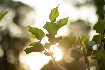 Backlit photos of mulberry trees in the evening.With bokeh obtained from the sun as a backdrop.