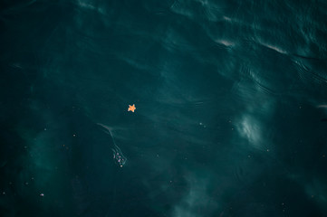 해변에 떠있는 미니멀한 불가사리 