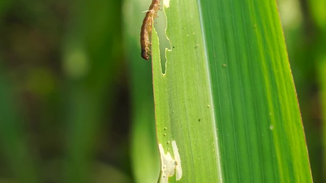 The fall armyworm (Spodoptera frugiperda) is a species in the order of Lepidoptera and is the larval life stage of a fall armyworm moth.