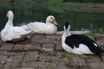 Three Ducks Gathering Together