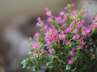 False heather, Elfin herb, Scientific name Cuphea hyssopifola, Pink purple color little flower beautiful in garden blurred of nature background, Ground cover, trunk branched into bushes
