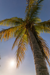 palm trees on background of blue sky with clouds
