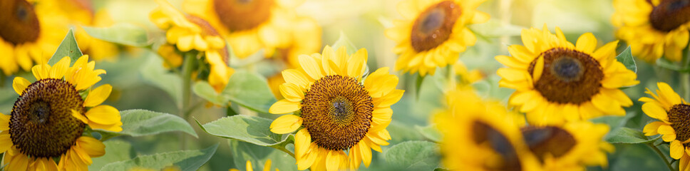 Natur der Sonnenblume im Garten, die als Deckblatthintergrund natürliche Floratapete oder Vorlagenbroschüre-Landingpage-Design verwendet