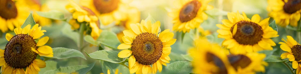 Foto op Plexiglas Geel Aard van de zonnebloem in de tuin die als voorbladachtergrond wordt gebruikt, natuurlijk florabehang of ontwerp van de bestemmingspagina van de sjabloonbrochure