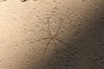 Spinne in Sri Lanka - Hersilia savignyi - Two-tailed Spider