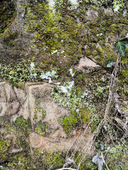 Background of brick wall texture old wall moss