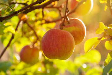 Ripe appetizing red apples on an apple tree branch in the garden in the sun. Orchard with ripe apples on apple tree branches. Fruits on a fruit tree branch in backlight. Harvest apples.