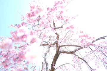 cherry blossom