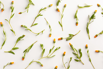 Flowers of calendula isolated on white background. Flat lay, top view, copy space. - obrazy, fototapety, plakaty