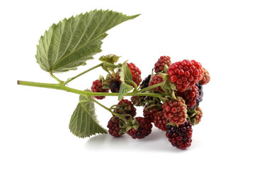Cluster of blackberries