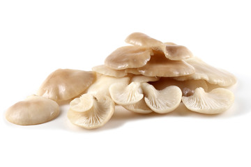 White oyster mushrooms