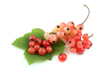 Red currant on leaf