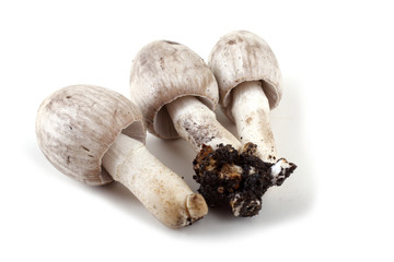 Coprinopsis atramentaria (common ink cap, inky cap) Incompatible with alcohol.