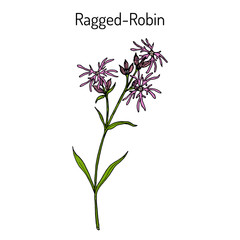 Ragged-Robin Lychnis flos-cuculi , medicinal plant