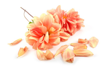 Old dahlia flowers with petals