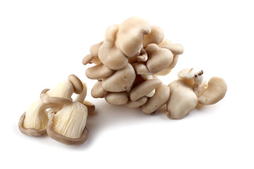 Oyster mushrooms