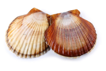 Two seashells