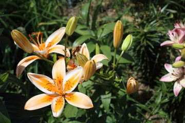 Obraz premium Orange lilies