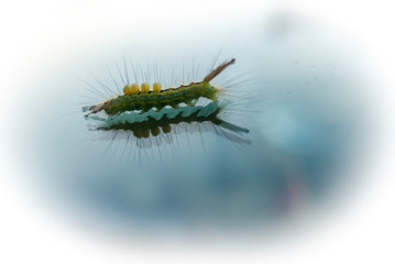 Fuzzy caterpillar on glass surface
