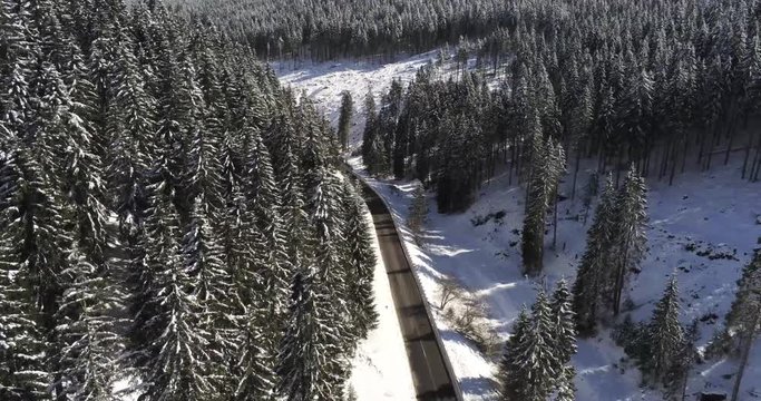 Strada con pini ad altopiano di Asiago italia veneto