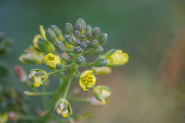 Broccoli flower blooming in the garden, green leaves, Canola, vegetable, small yellow blossoms, plant